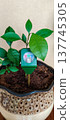 A soil moisture meter placed in a pot with a houseplant shows the level of dryness of the soil. 137745305