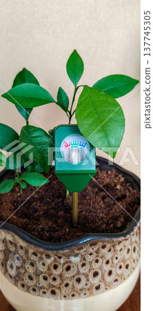 A soil moisture meter placed in a pot with a houseplant shows the level of dryness of the soil. 137745305