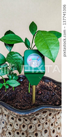 A soil moisture meter in a pot of tangerines shows moist soil after watering. A soil moisture meter in a pot of tangerines shows moist soil after watering. 137745306