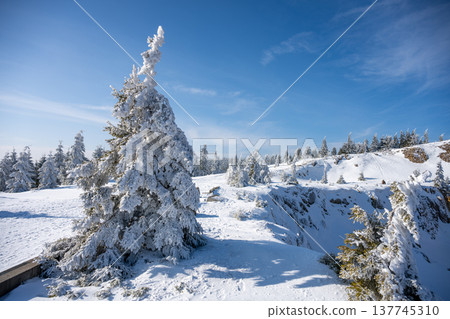 Snow blankets the ground and trees in a serene winter setting under a bright blue sky. The landscape sparkles in sunlight, creating a peaceful atmosphere. 137745310