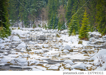 Jizera river runs through a winter setting. Snow covers rocks along the banks. Pine trees stand tall on both sides. The water flows gently, reflecting the winter scene. 137745311