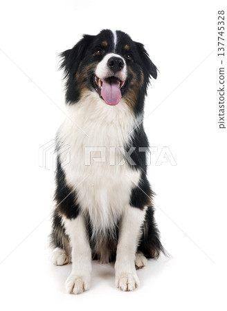 australian shepherd in studio australian shepherd in studio 137745328