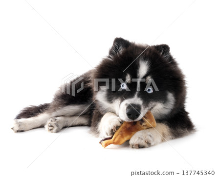 pomsky and snack pomsky and snack 137745340