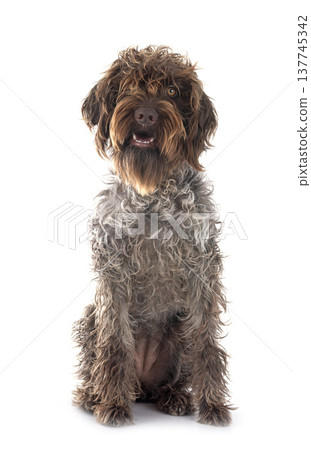 Wirehaired Pointing Griffon 137745342