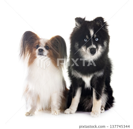 papillon dog and pomsky papillon dog and pomsky 137745344