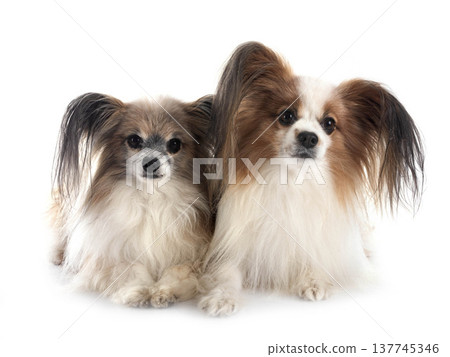 papillon dogs in studio 137745346