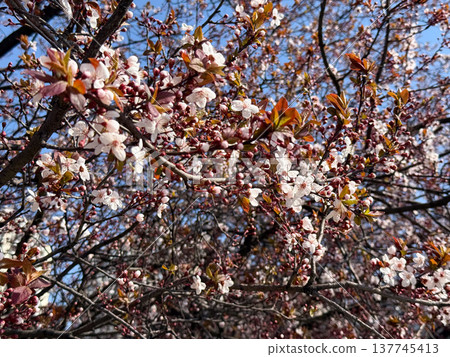 Slender blooming branches reach upward into a clear blue spring sky. Hope, openness, renewal, seasonal ascent, and the airy elegance of flowering growth stretching toward light. 137745413