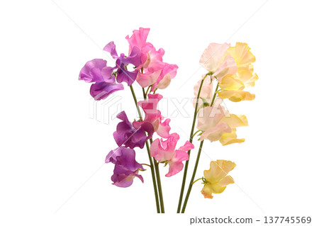 White background sweet pea 137745569