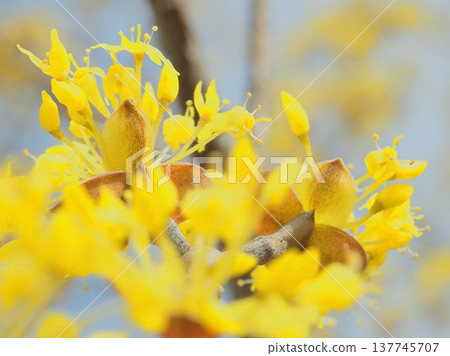 Spring golden flower (afli20260227131615) 137745707
