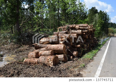 Logs of cut cedar Shonai, Yamagata Prefecture Logs of cut cedar Shonai, Yamagata Prefecture 137745711