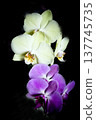 Open orchid flower 137745735