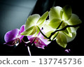 Open orchid flower 137745736