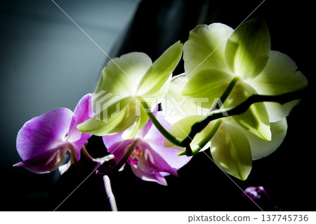 Open orchid flower Open orchid flower 137745736