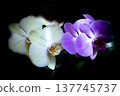 Open orchid flower 137745737