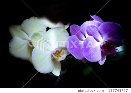 Open orchid flower Open orchid flower 137745737