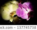 Open orchid flower 137745738