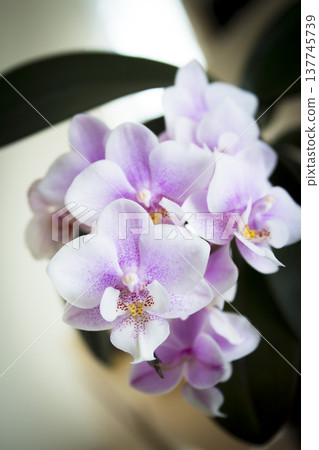 Open orchid flower Open orchid flower 137745739