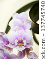 Open orchid flower 137745740