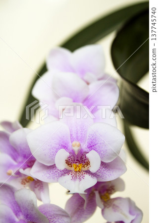 Open orchid flower Open orchid flower 137745740