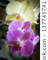 Open orchid flower 137745741