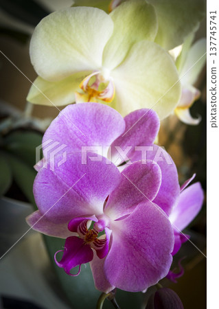 Open orchid flower Open orchid flower 137745741
