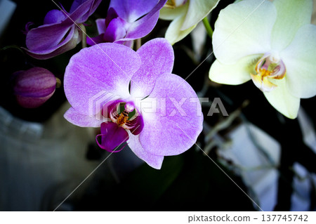 Open orchid flower Open orchid flower 137745742