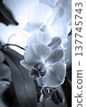 Open orchid flower 137745743