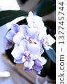 Open orchid flower 137745744