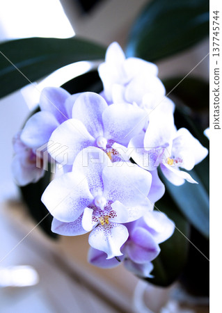 Open orchid flower Open orchid flower 137745744