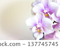 Open orchid flower 137745745