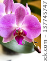 Open orchid flower 137745747