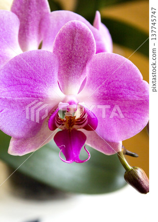 Open orchid flower Open orchid flower 137745747