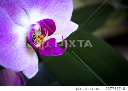 Open orchid flower Open orchid flower 137745748