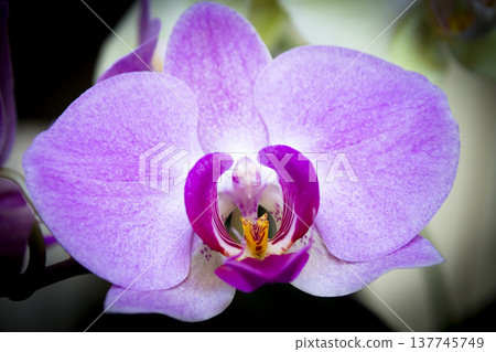 Open orchid flower Open orchid flower 137745749