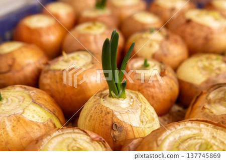 Bright green onion shoots rise confidently from fresh, earthy bulbs, showcasing nature's growth in a serene garden environment Bright green onion shoots rise confidently from fresh, earthy bulbs, showcasing nature's growth in a serene garden environment 137745869