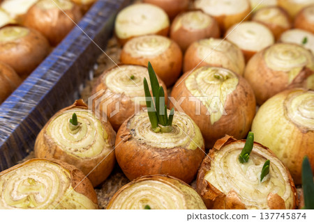 Fresh golden onions display green sprouts, showcasing their early growth stages in a bustling market. Nature's beauty shines in this scene 137745874