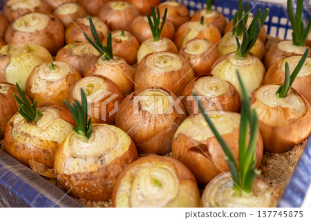 Fresh green onions sprout joyfully in rows inside a sunny greenhouse, showcasing nature's beauty and nurturing care during springtime Fresh green onions sprout joyfully in rows inside a sunny greenhouse, showcasing nature's beauty and nurturing care during springtime 137745875