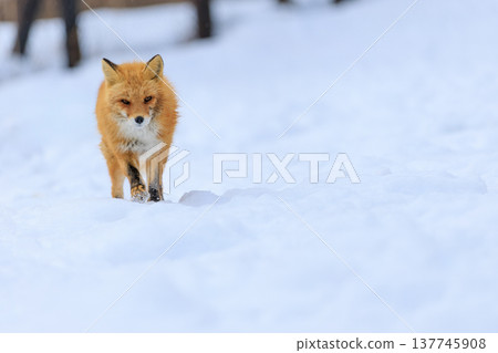 Kita fox Kita fox 137745908