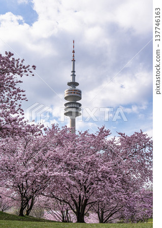 Cherry blossoms in Munich, Germany. Pink cherry blossoms with a blue and cloudy sky background. Spring in Germany. Cherry blossoms in Munich, Germany. Pink cherry blossoms with a blue and cloudy sky background. Spring in Germany. 137746163