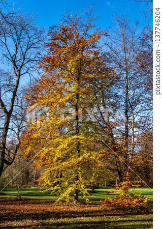 Golden autumn view in famous Munich relax place - Englischer Garten. Munich, Bavaria, Germany Golden autumn view in famous Munich relax place - Englischer Garten. Munich, Bavaria, Germany 137746204