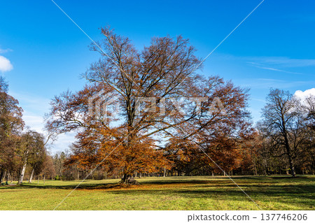 Golden autumn view in famous Munich relax place - Englischer Garten. Munich, Bavaria, Germany Golden autumn view in famous Munich relax place - Englischer Garten. Munich, Bavaria, Germany 137746206