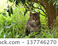 A dejected tabby cat in the shade of the grass. 137746270