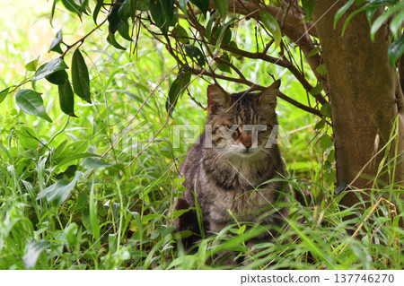A dejected tabby cat in the shade of the grass. A dejected tabby cat in the shade of the grass. 137746270