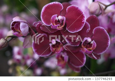 Fresh Flowers Bouquet and Floral Decoration Fresh Flowers Bouquet and Floral Decoration 137746293