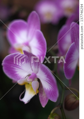 Fresh Flowers Bouquet and Floral Decoration Fresh Flowers Bouquet and Floral Decoration 137746294