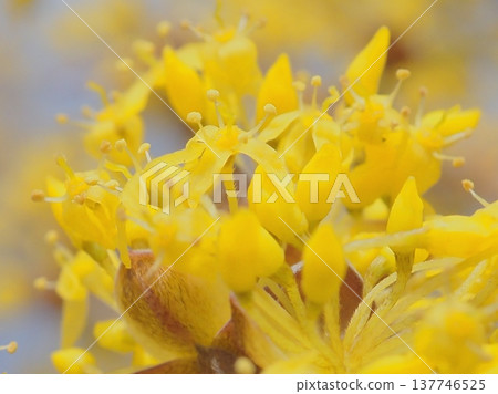 春金花(afli20260227132654) 春金花(afli20260227132654) 137746525