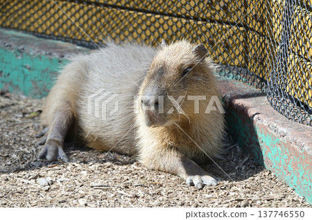 放鬆水豚 放鬆水豚 137746550