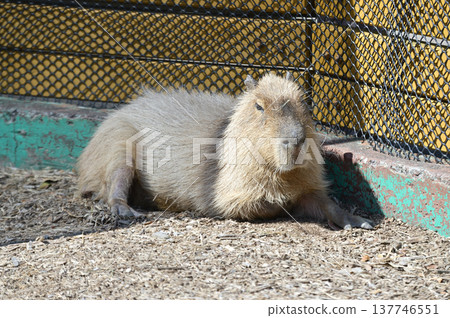 放鬆水豚 137746551