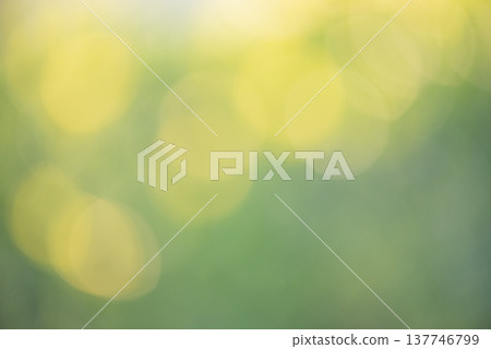 Defocus light natural blurred green background. Defocus plants. 137746799
