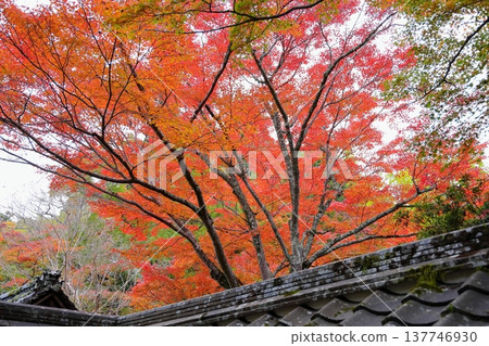 日本楓樹的紅葉 秋葉 日本楓樹的紅葉 秋葉 137746930